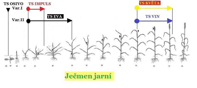 aplikace přípravků TS (Trisol farm) na vývojové fáze růstu ječmene jarního