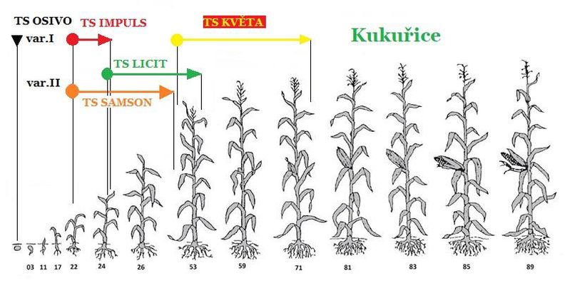aplikace přípravků TS (Trisol farm) na vývojové fáze růstu kukuřice