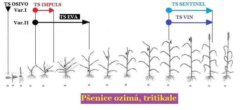 aplikace přípravků TS (Trisol farm) na vývojové fáze růstu pšenice ozimé