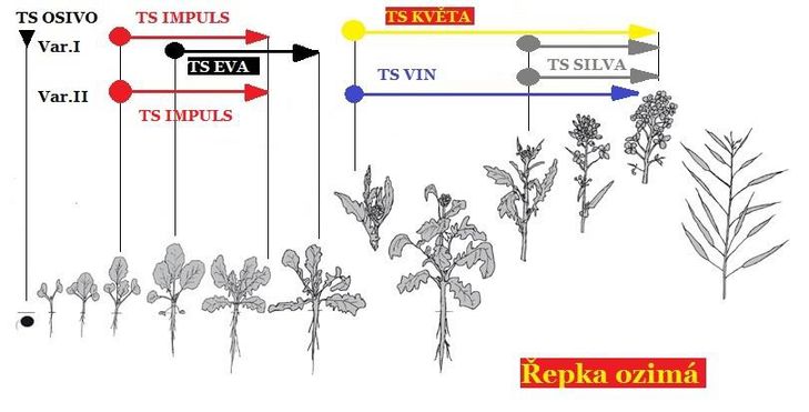 aplikace přípravků TS (trisol farm) na vývojové fáze růstu řepky