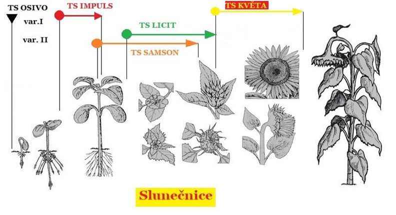 aplikace přípravků TS (Trisol farm) na vývojové fáze růstu slunečnice