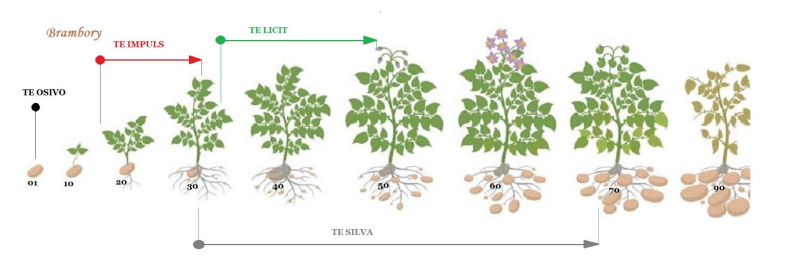 aplikace přípravků TE na vývojové fáze růstu brambor