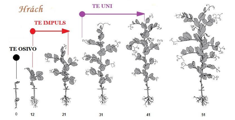 aplikace přípravků TE na vývojové fáze růstu hrachu