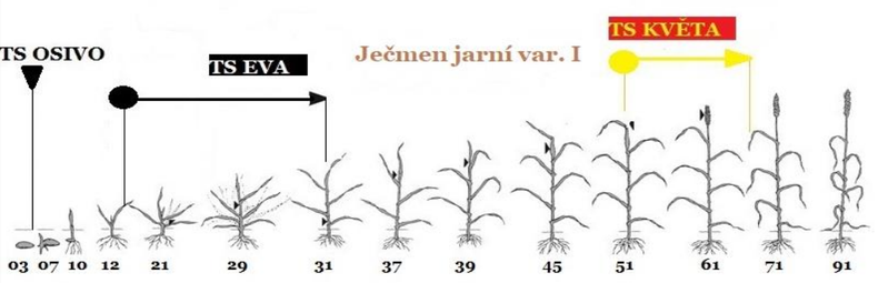 aplikace přípravků TS (Trisol farm) na vývojové fáze růstu ječmene jarního