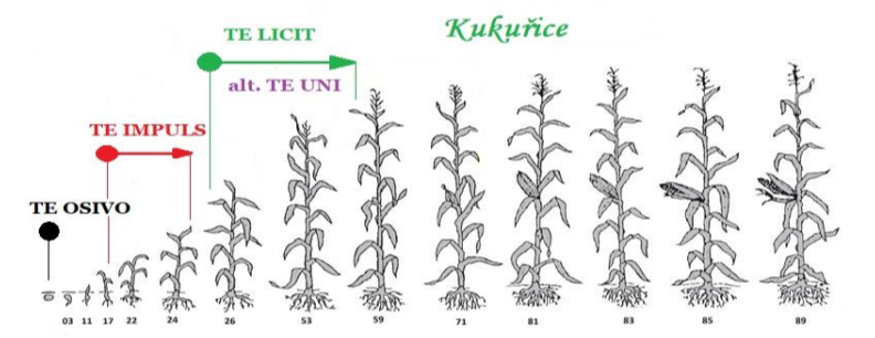 aplikace přípravků TE na vývojové fáze růstu kukuřice