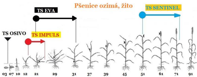 aplikace přípravků TS (Trisol farm) na vývojové fáze růstu pšenice ozimé