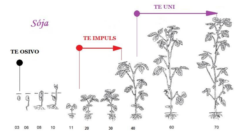 aplikace přípravků TE na vývojové fáze růstu soji